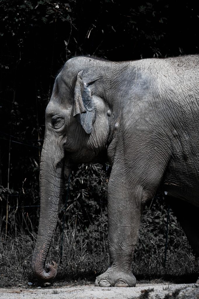 elephant, phone wallpaper, africa-5391723.jpg