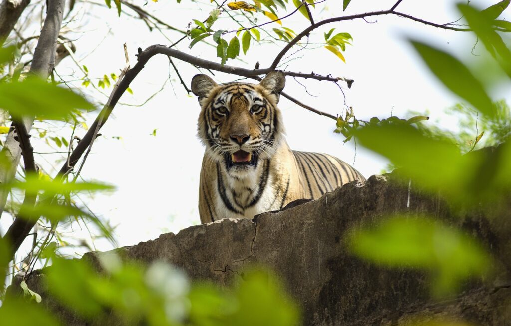 tiger, nature, jungle-5185775.jpg
