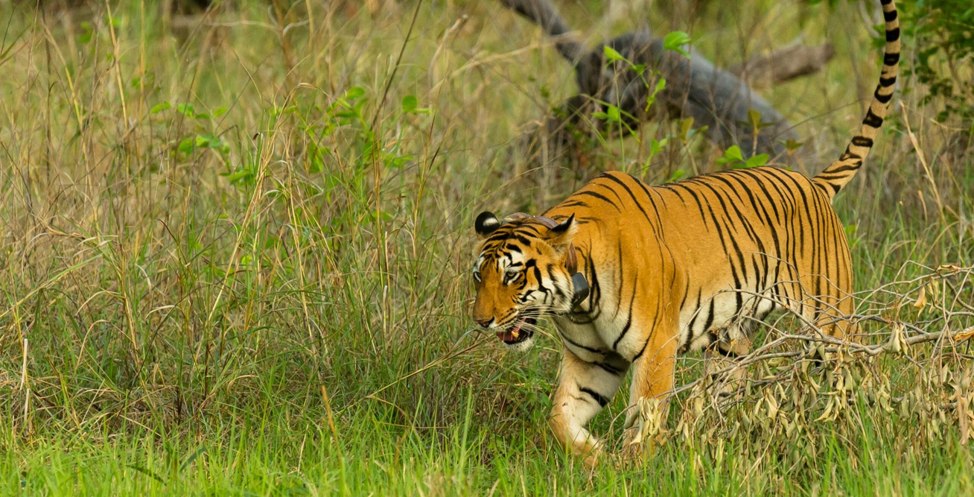 pexels-shravan-khare-10147886